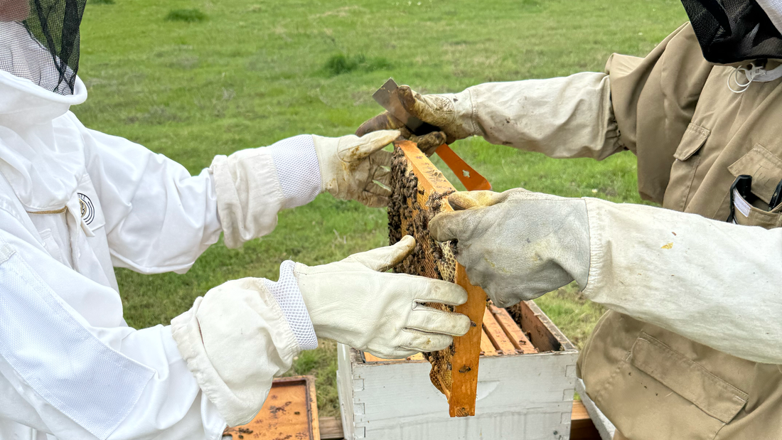Inside the Hives: A Visit with Hive Riot Honey in Keller, Texas
