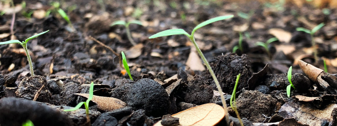 Kitchen Composting Basics