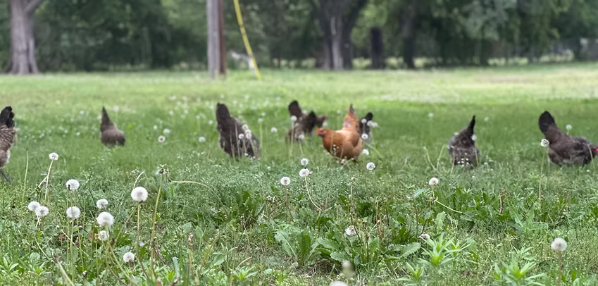 Organic Labels: What They Mean <br>(and why it’s only one data point)