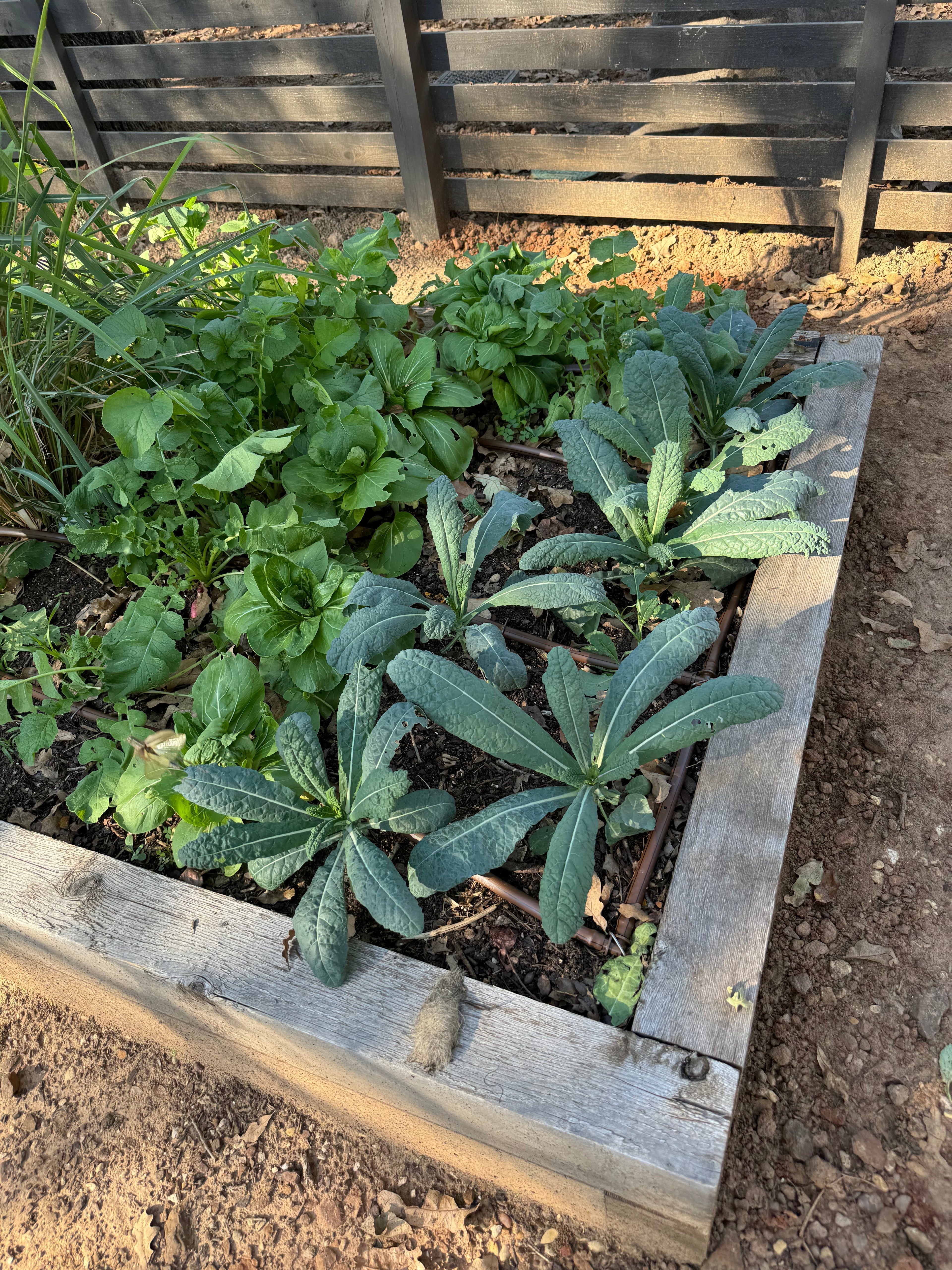 Top 10 In-Season Produce Picks for North Texas – January Edition