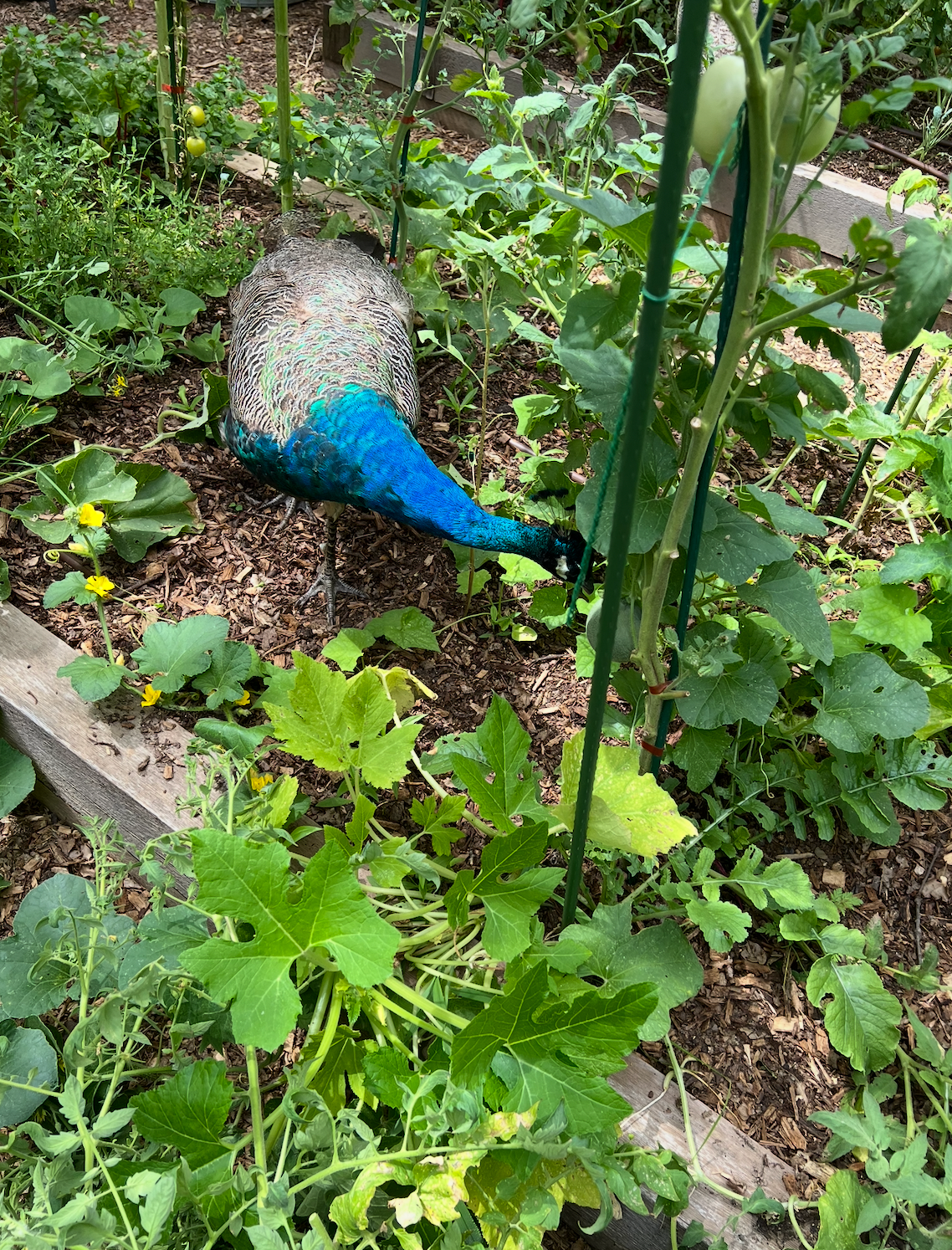 When the Peacocks Came Calling