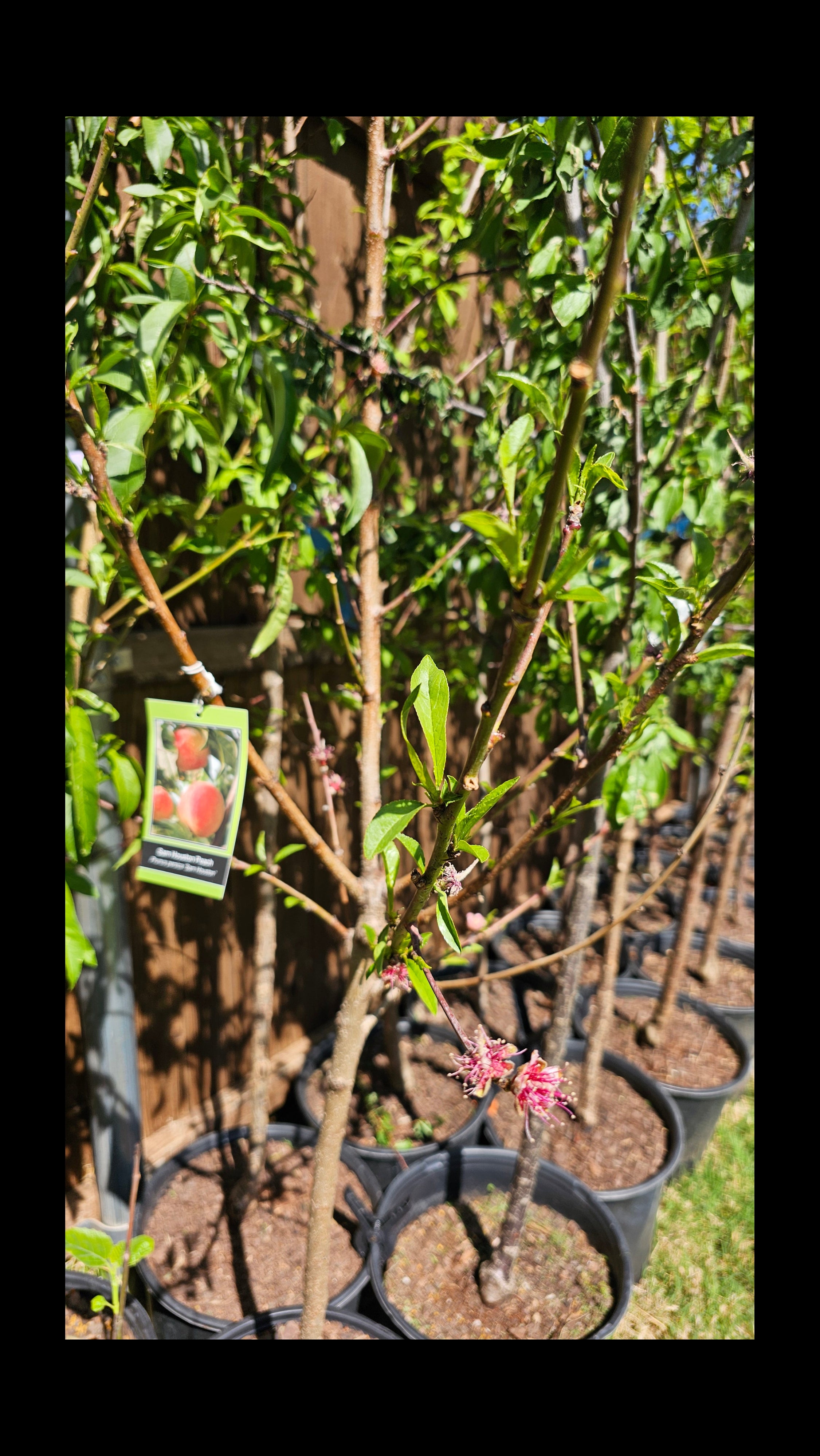 Plant - Sam Houston Peach Tree