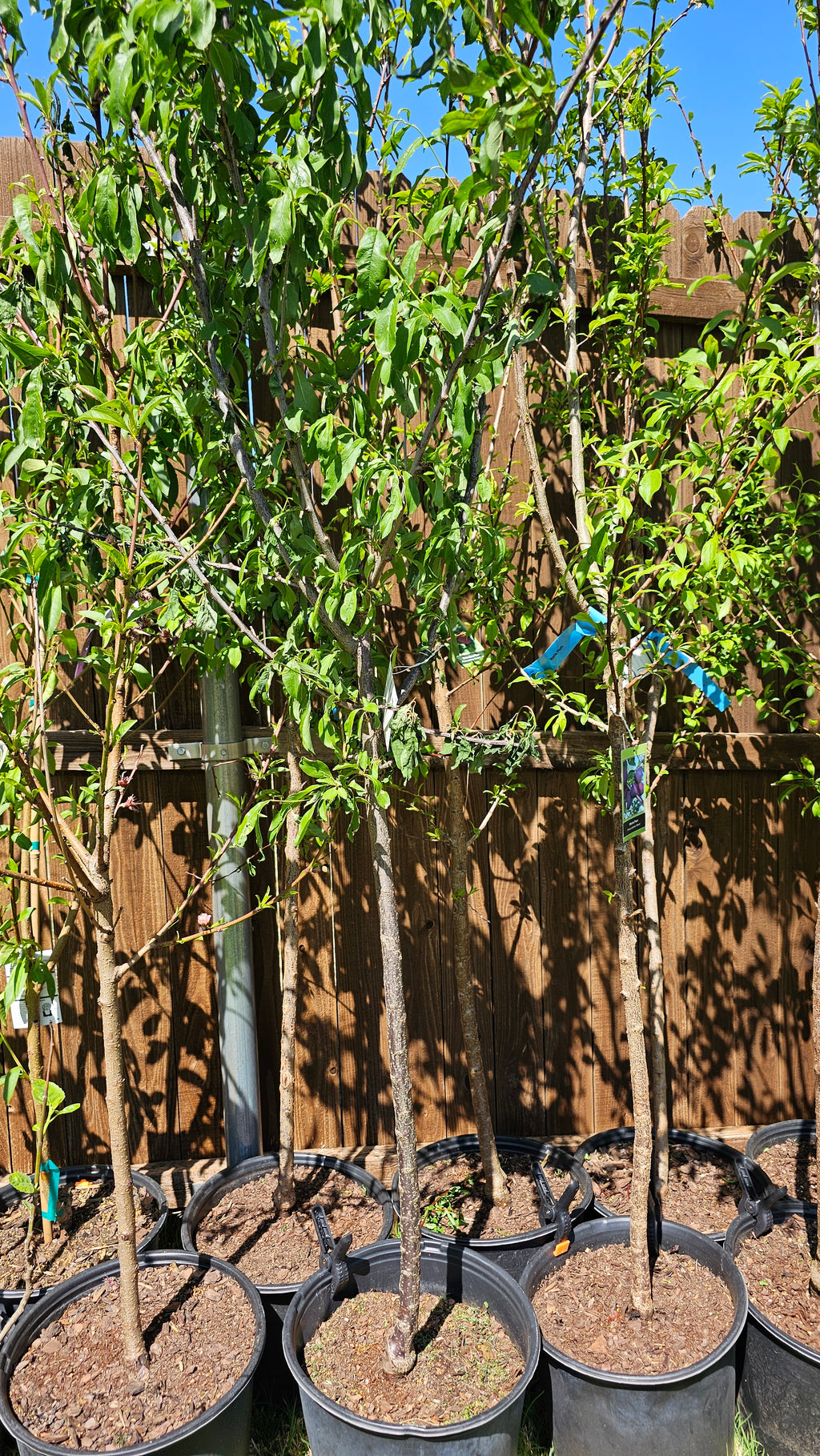 Plant - Bruce Plum Tree Tree