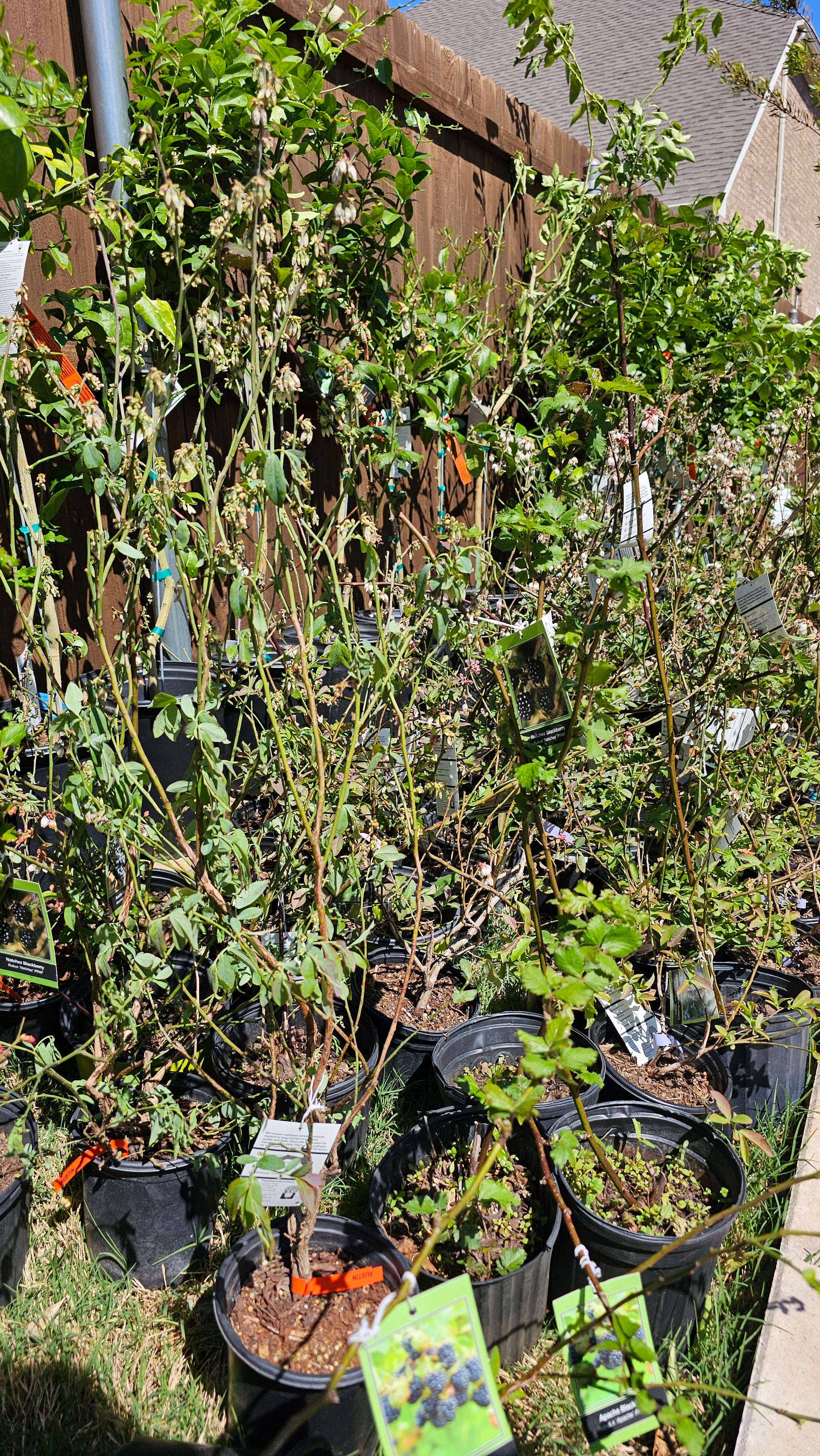 Plant - Tiff-Blue Rabbiteye Blueberry Shrub