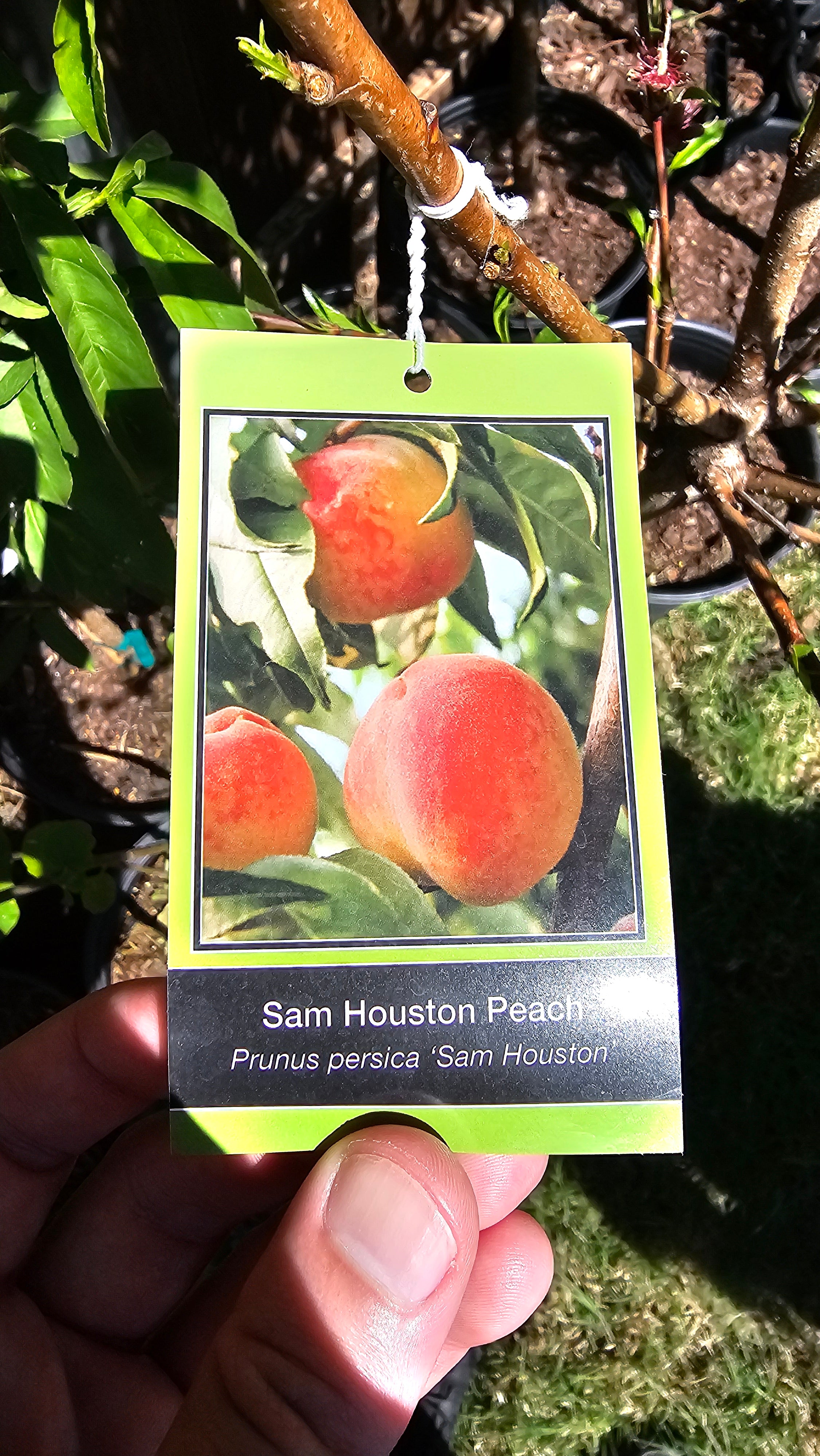 Plant - Sam Houston Peach Tree