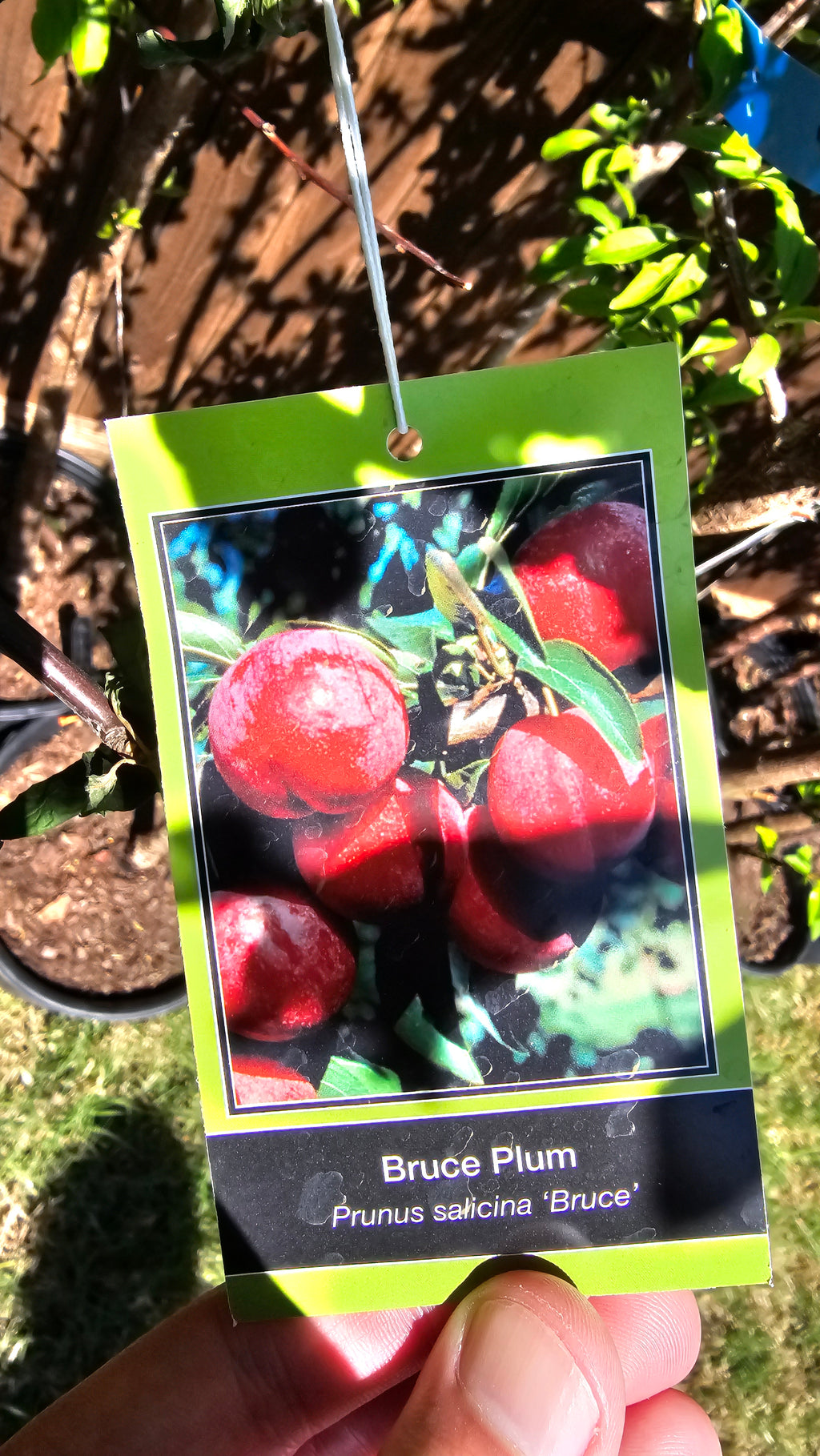 Plant - Bruce Plum Tree Tree