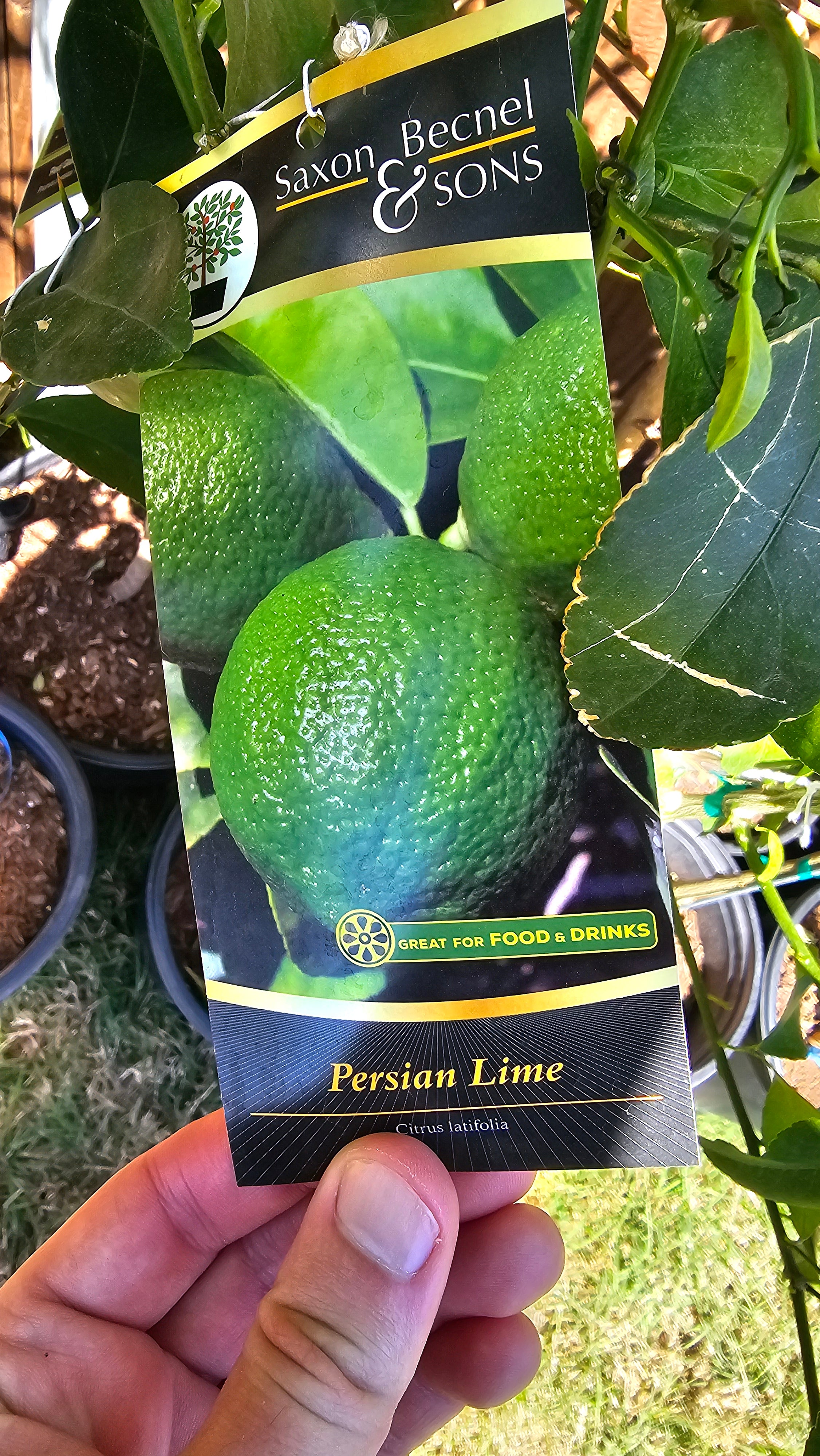 Plant - Persian Lime Tree