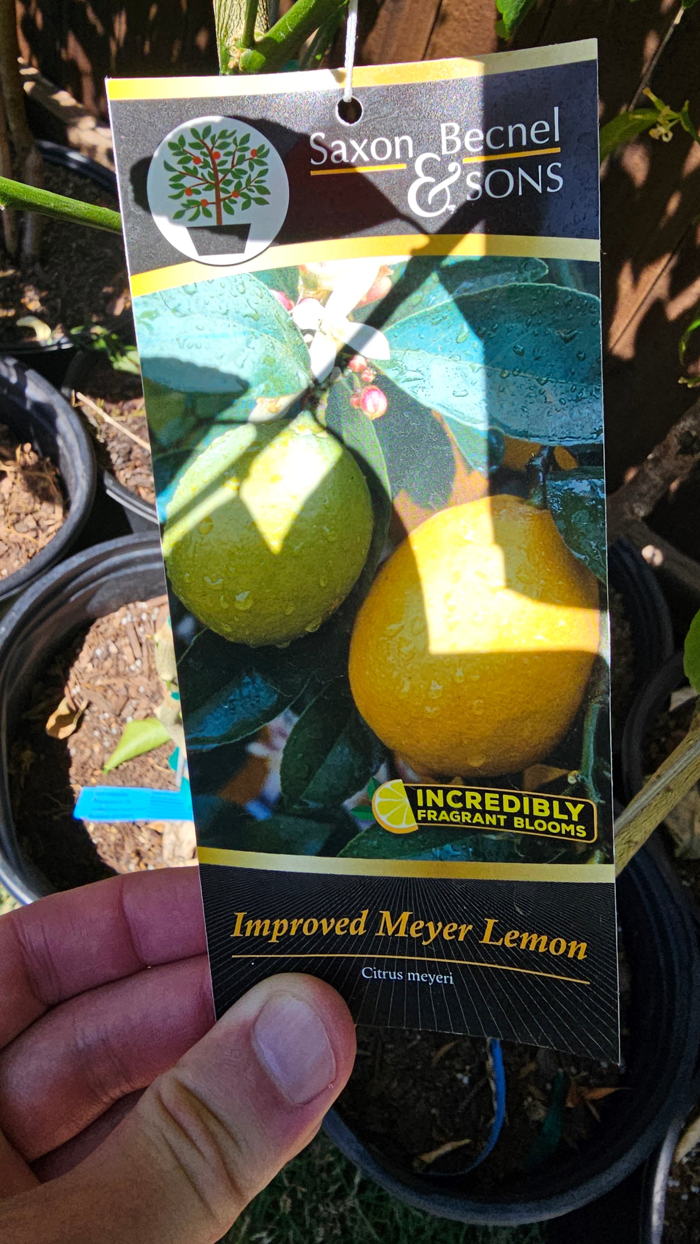 Plant - Meyer Lemon Tree
