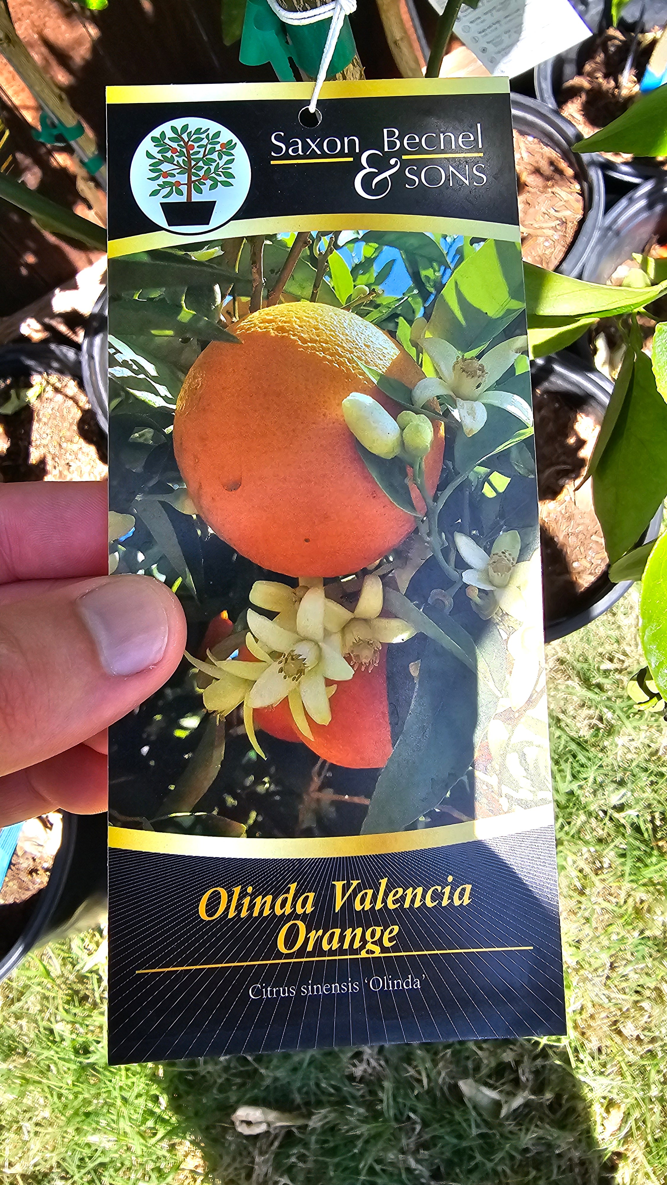 Plant - Olinda Valencia Orange Tree
