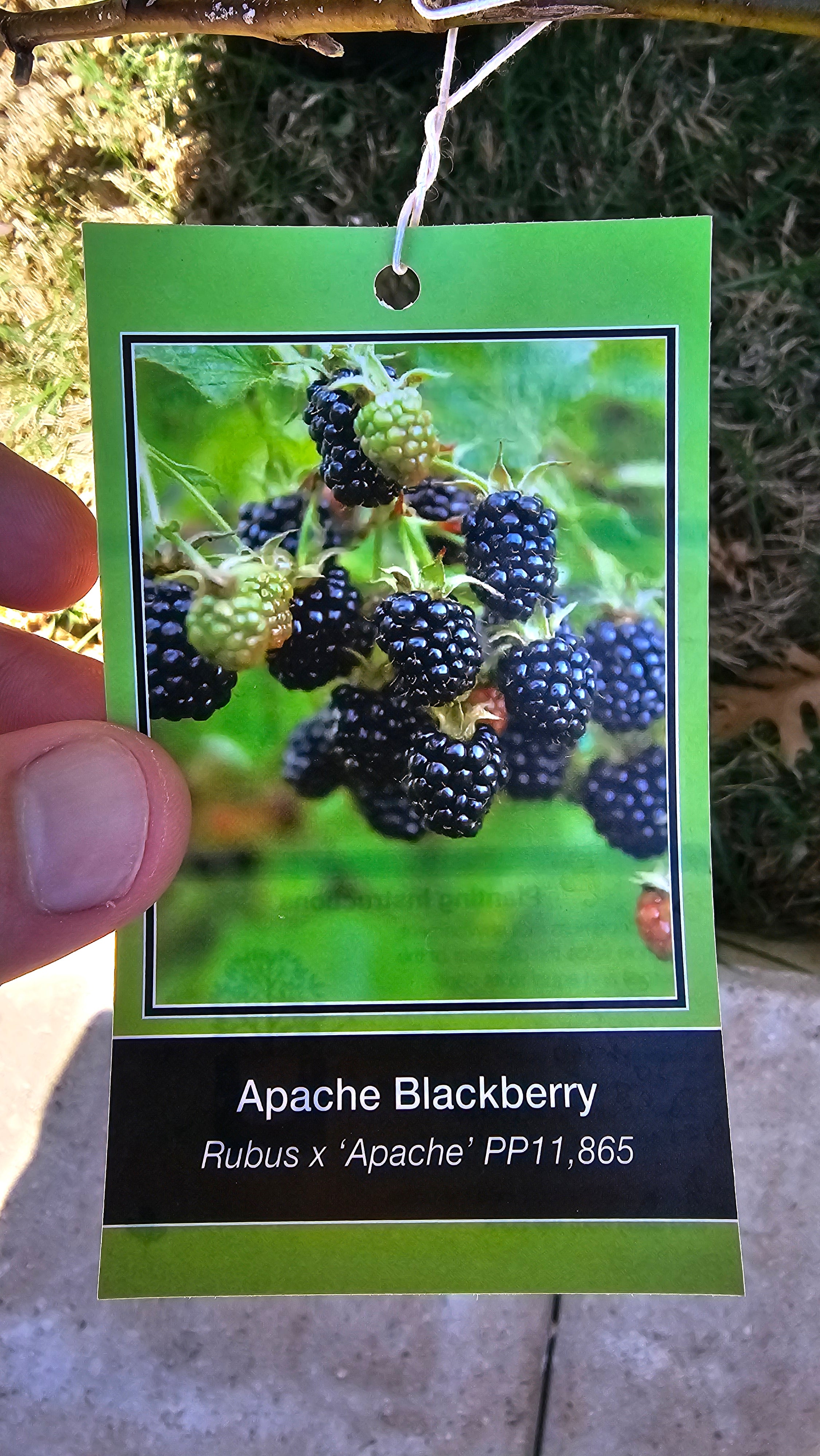 Plant - Apache Blackberry Bush