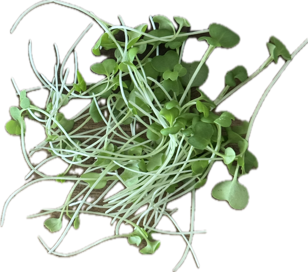 Wasabina Mustard Microgreen Salad Blend (1oz or 2oz)