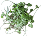 Wasabina Mustard Microgreen Salad Blend (1oz or 2oz)