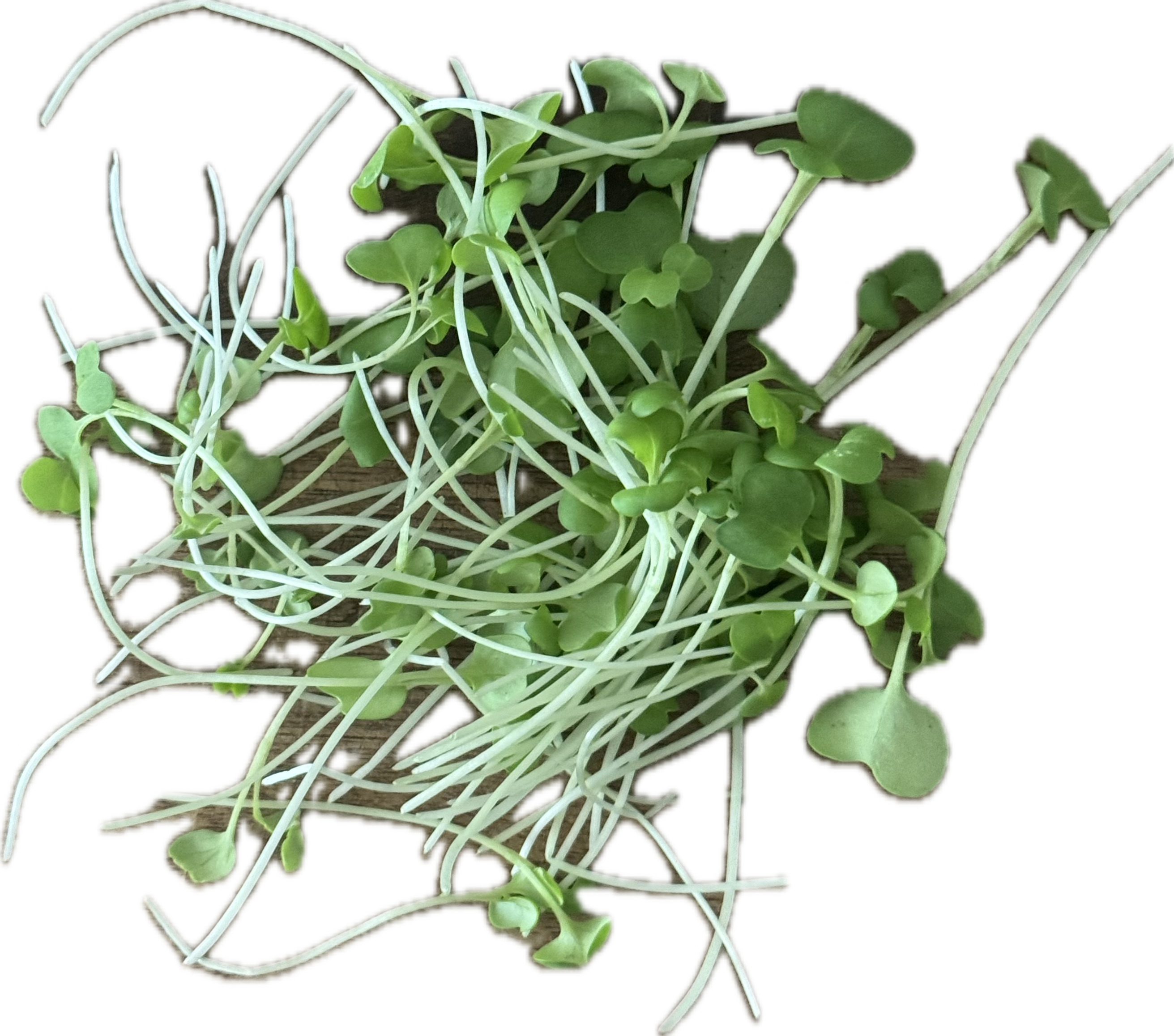 Wasabina Mustard Microgreen Salad Blend (1oz or 2oz)