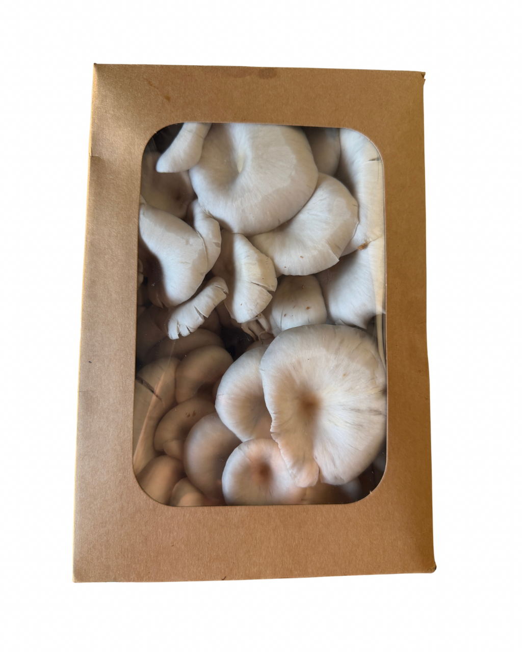 Blue Oyster Fresh Mushrooms (1lb)