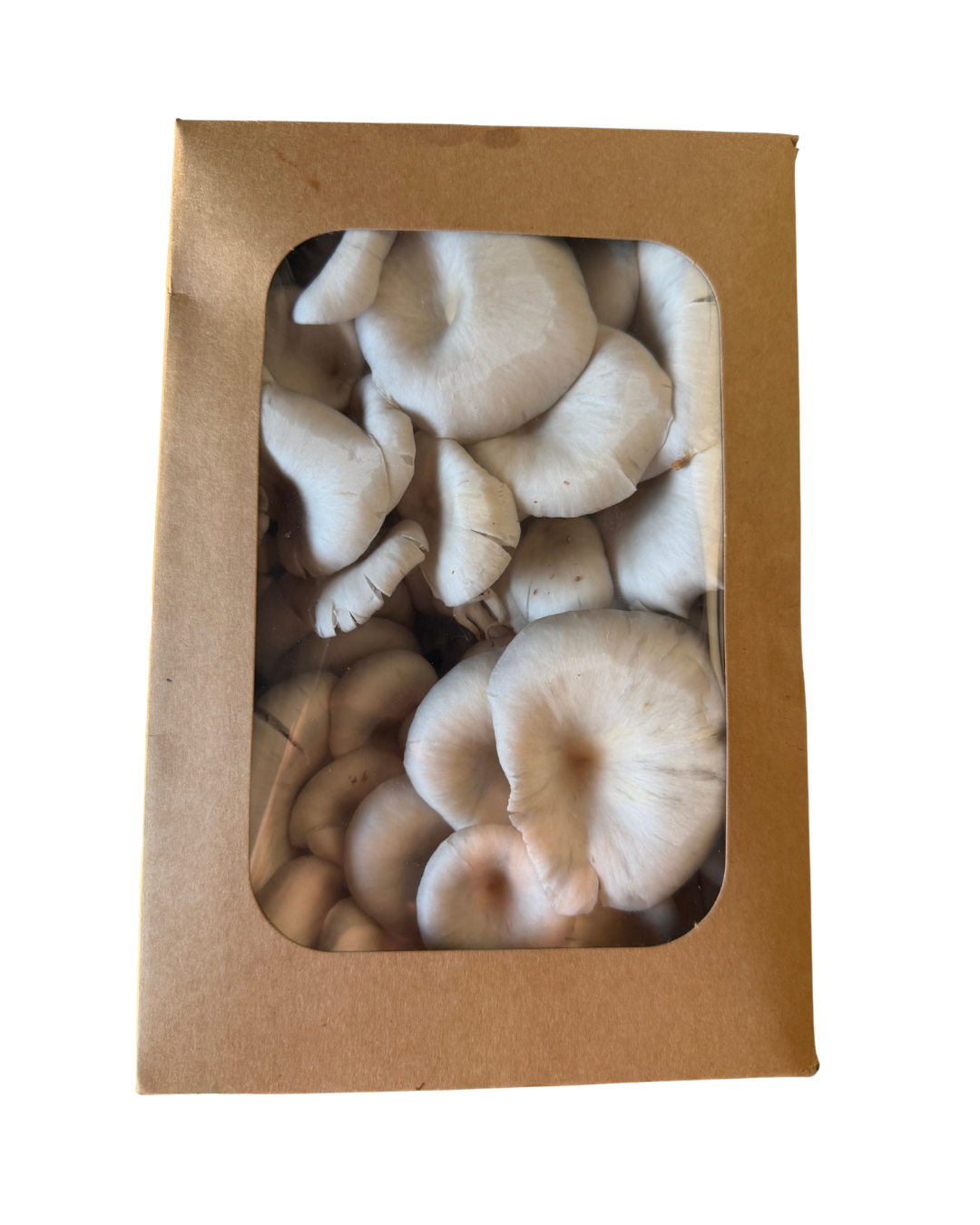 Blue Oyster Fresh Mushrooms (1lb)