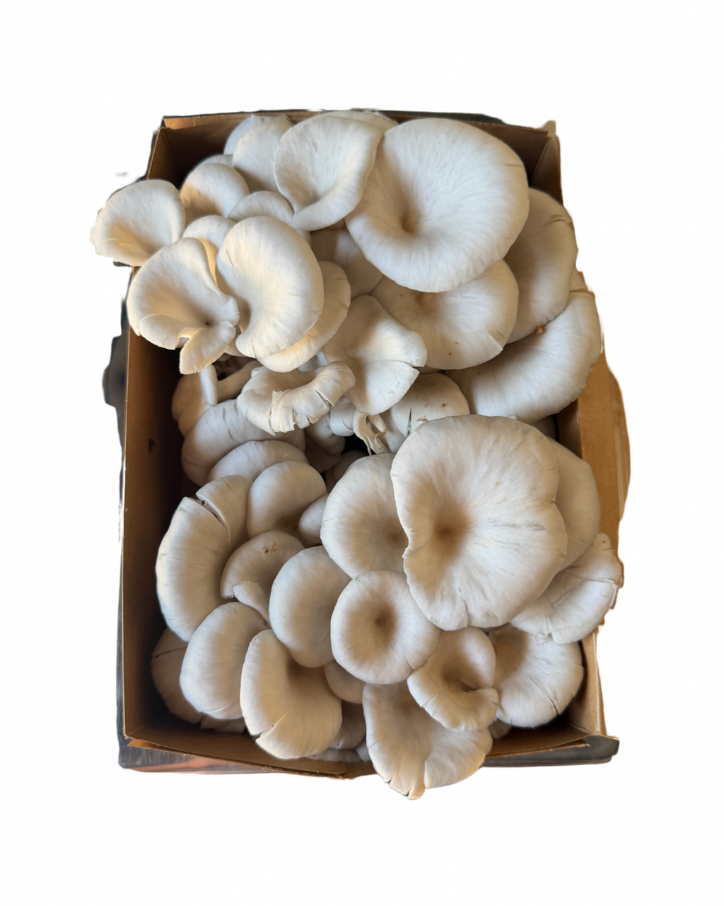 Blue Oyster Fresh Mushrooms (1lb)