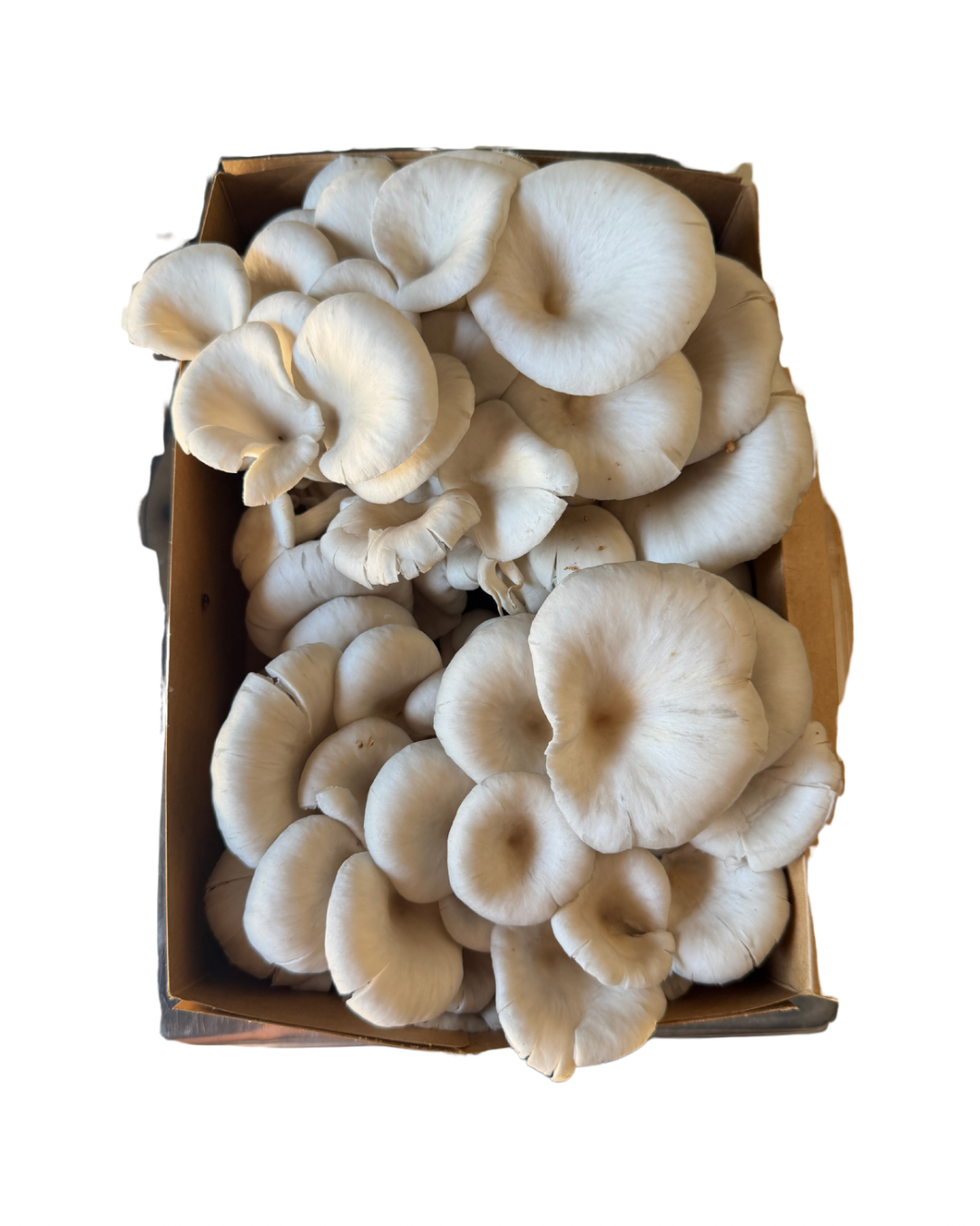Blue Oyster Fresh Mushrooms (1lb)