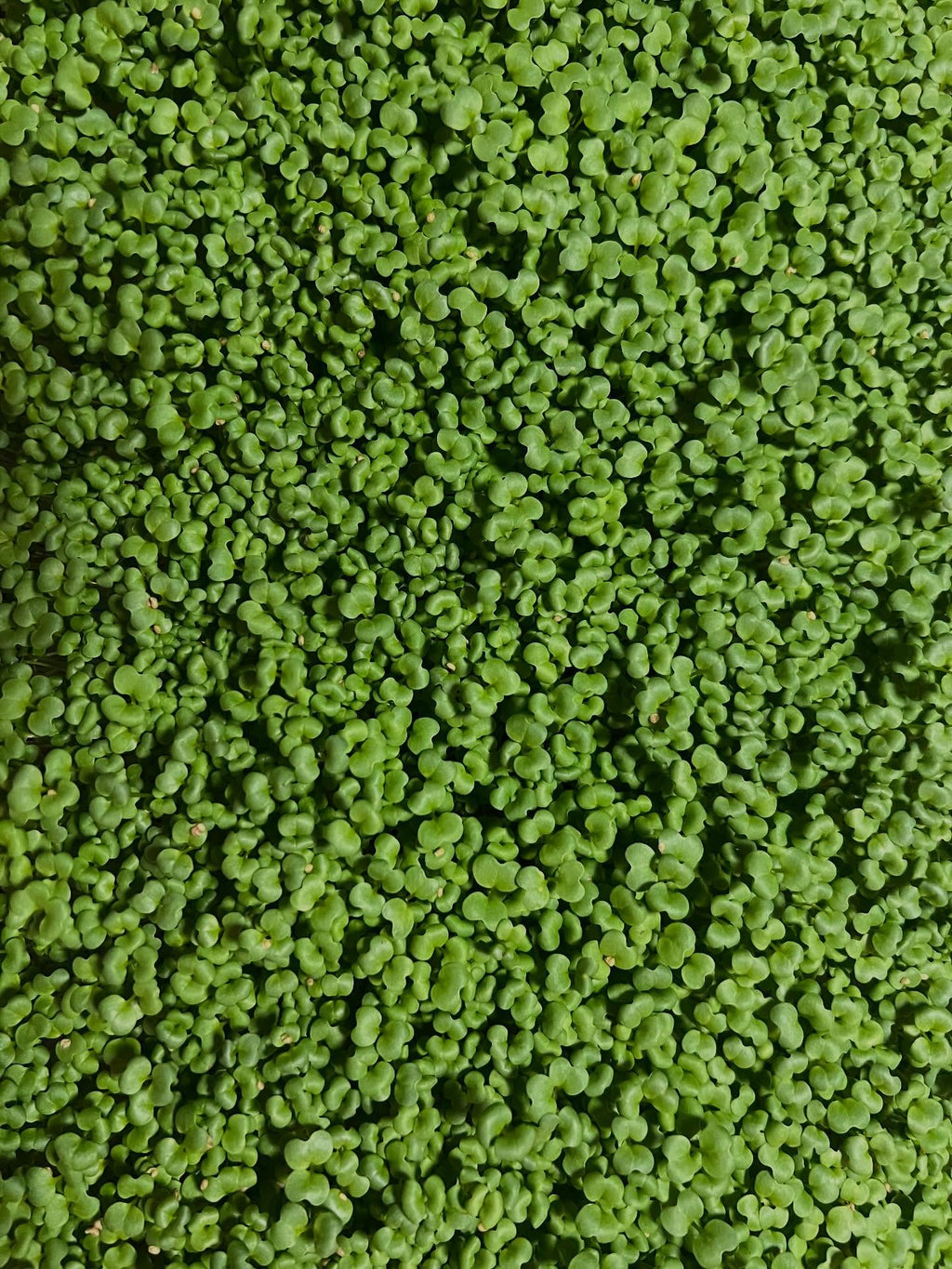 Microgreen Salad Blend (1oz or 2oz)