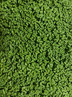 Microgreen Salad Blend (1oz or 2oz)