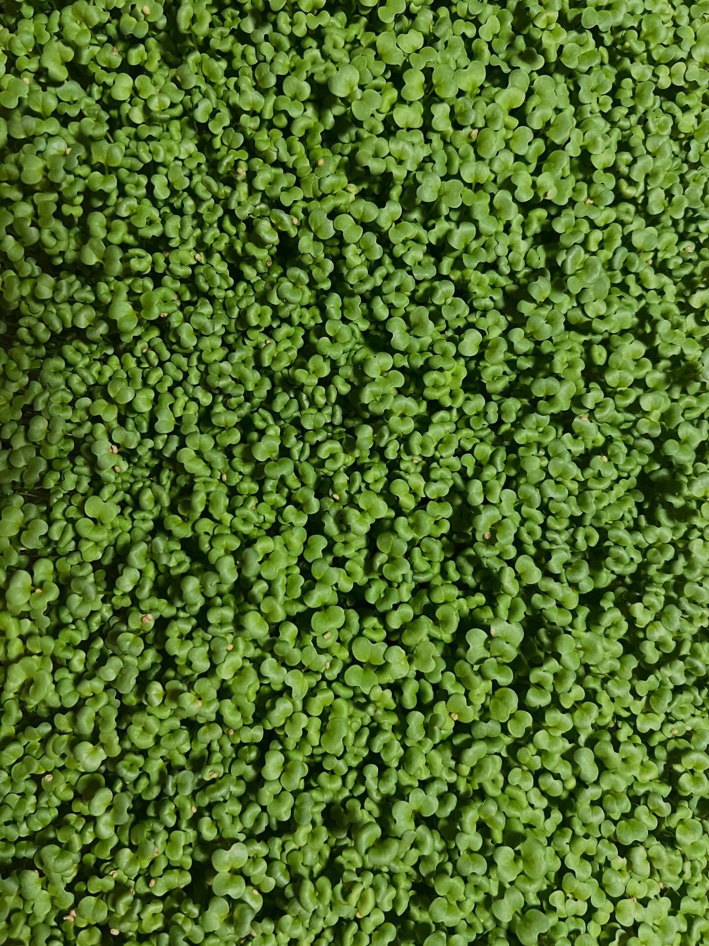 Microgreen Salad Blend (1oz or 2oz)