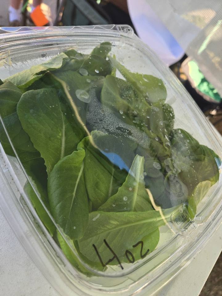 Hydroponic Butter Lettuce (4oz clamshell)