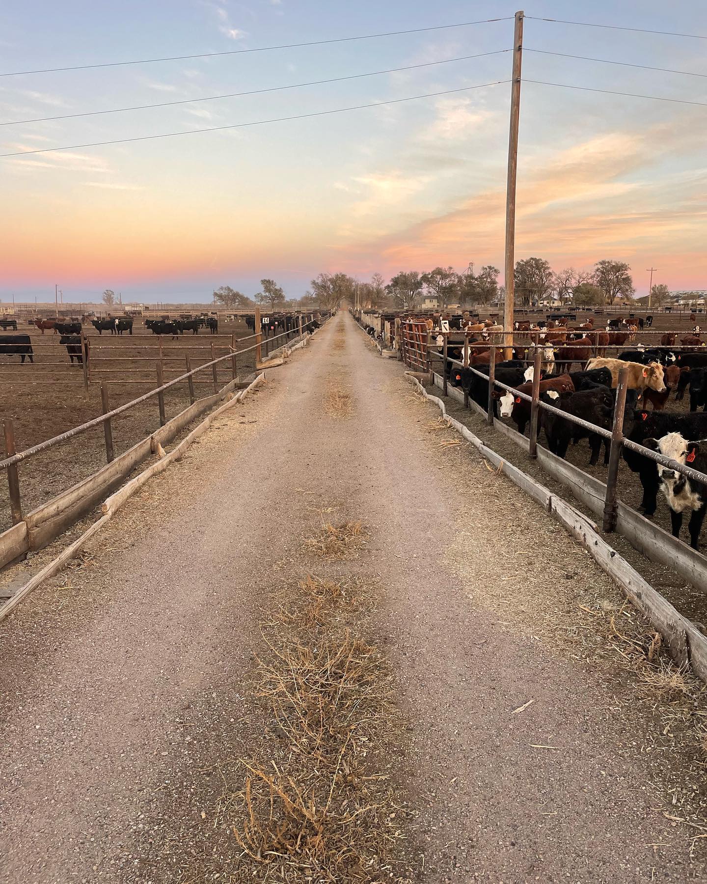 Ground Beef Patties (1lb)