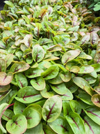 Microgreen Salad Blend (1oz or 2oz)