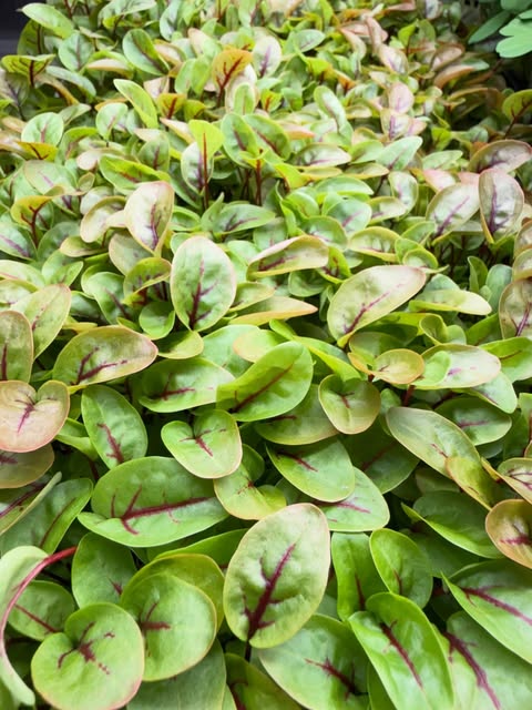 Microgreen Salad Blend (1oz or 2oz)