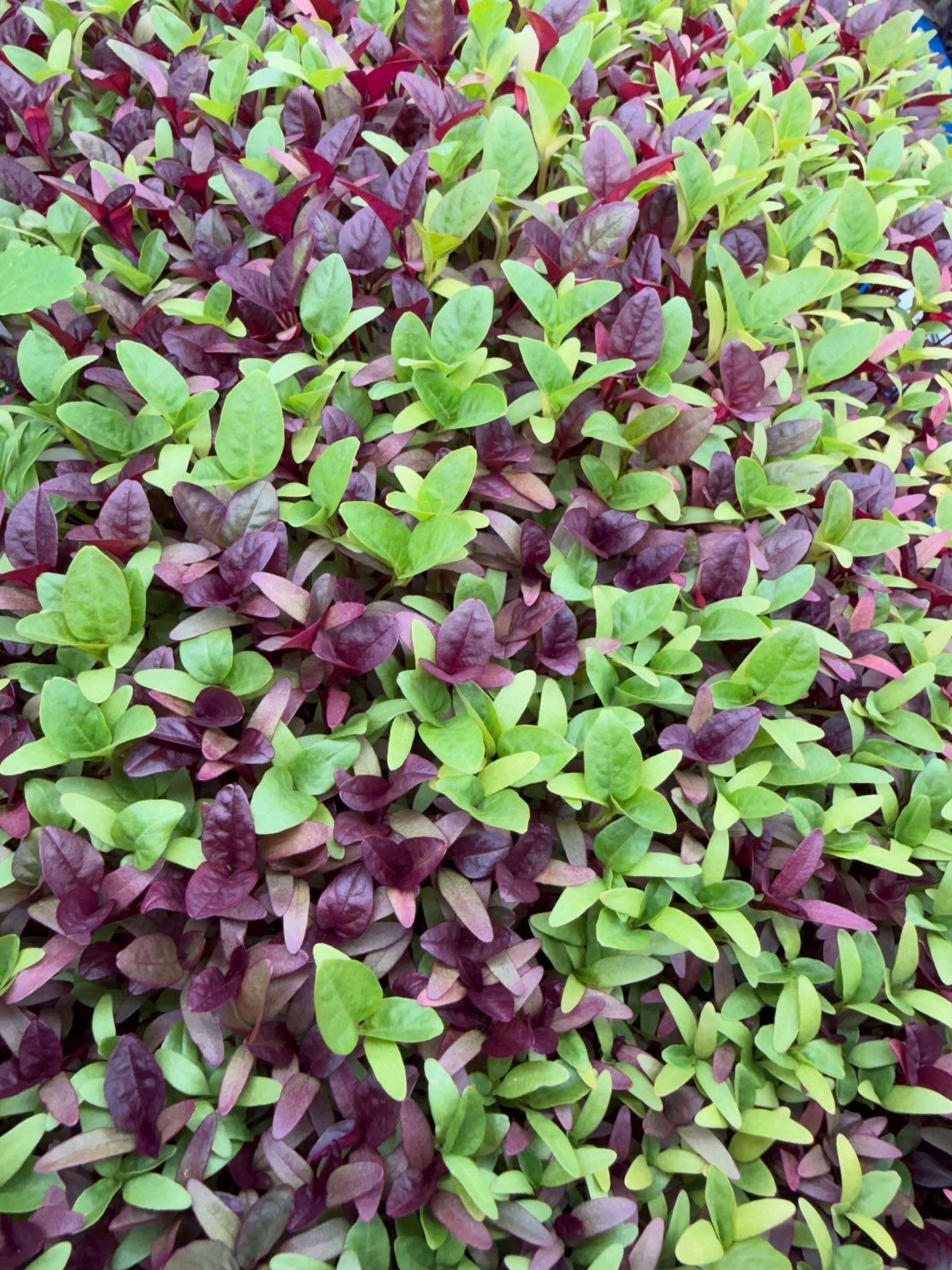 Microgreen Salad Blend (1oz or 2oz)