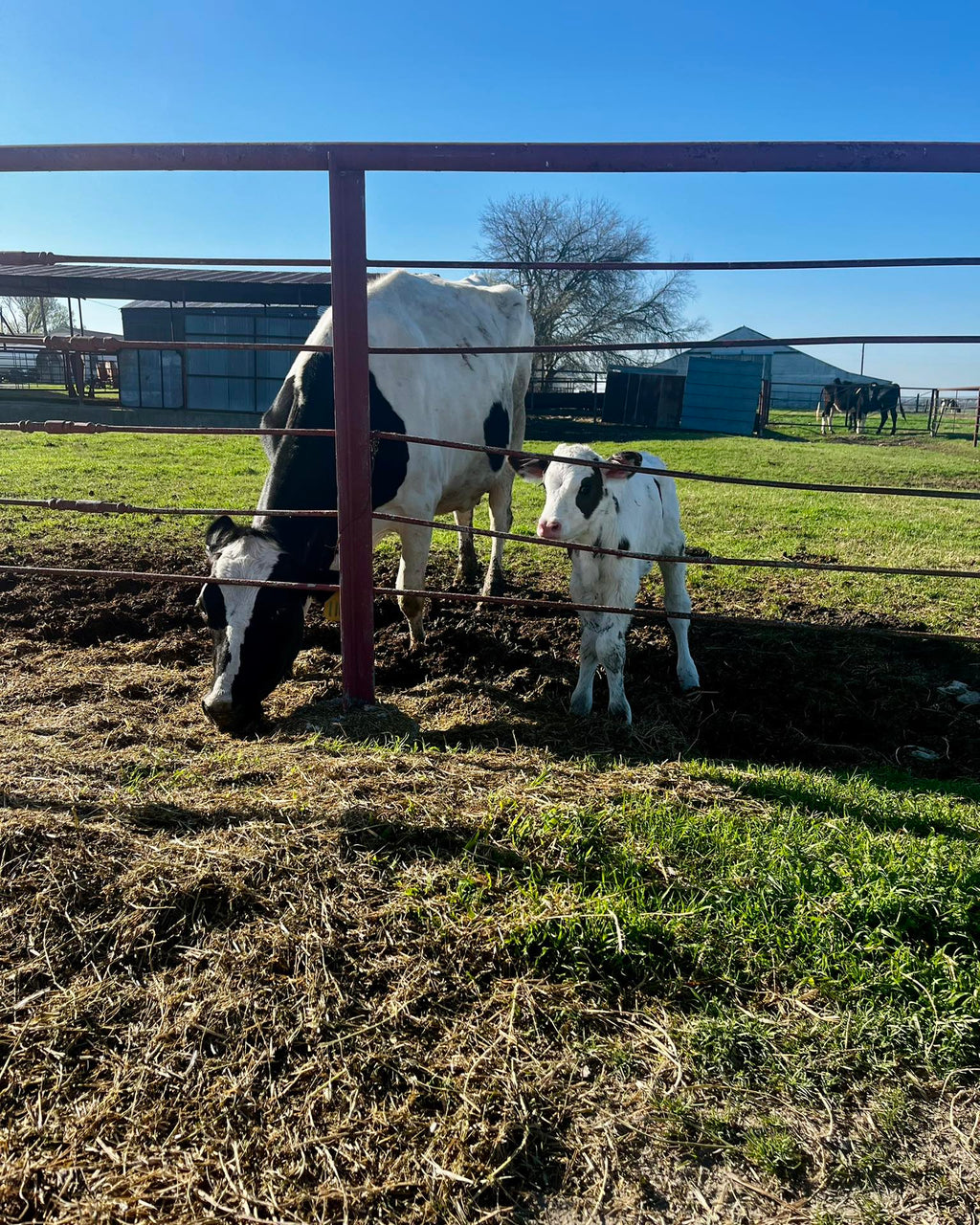 Ice Cream (pint), Cow-to-Cup