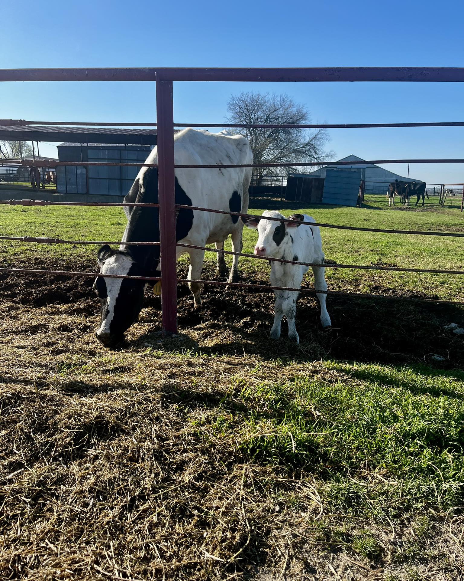 Ice Cream (pint), Cow-to-Cup
