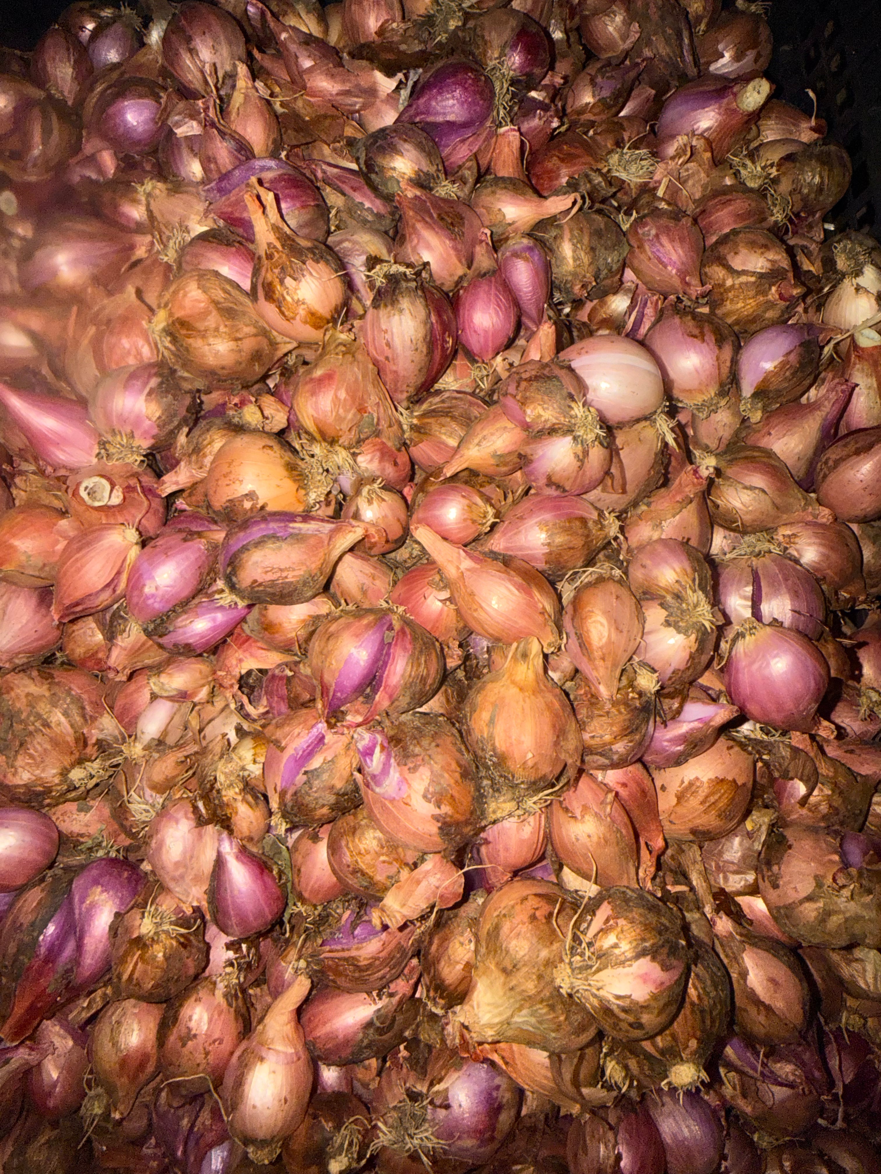 Certified Organic Walking Onions (1/2lb)
