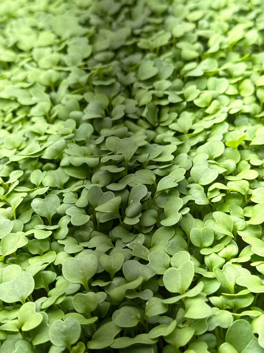 Purple Top Turnip Microgreens (1oz or 2oz)
