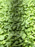Purple Top Turnip Microgreens (1oz or 2oz)