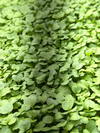 Purple Top Turnip Microgreens (1oz or 2oz)