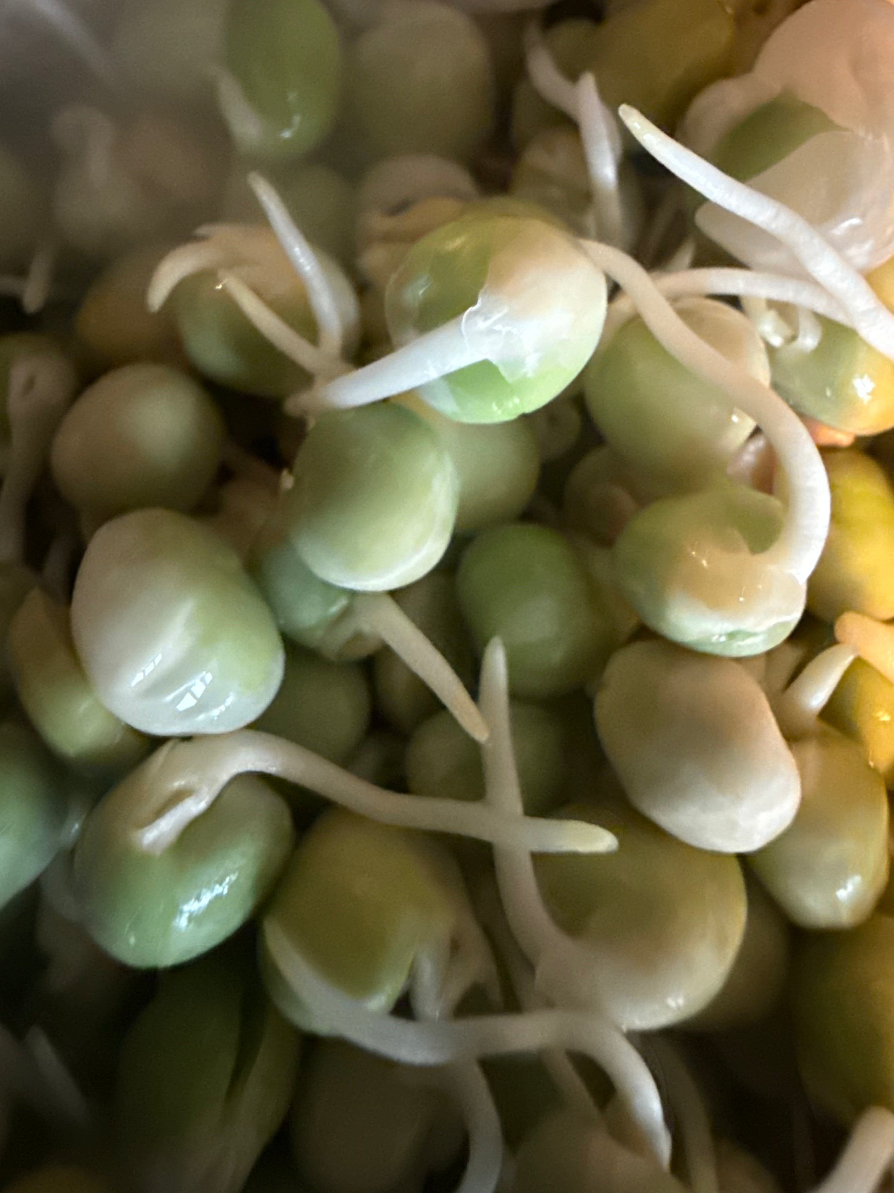 Sprouts Interest List