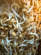 Sprouts Interest List
