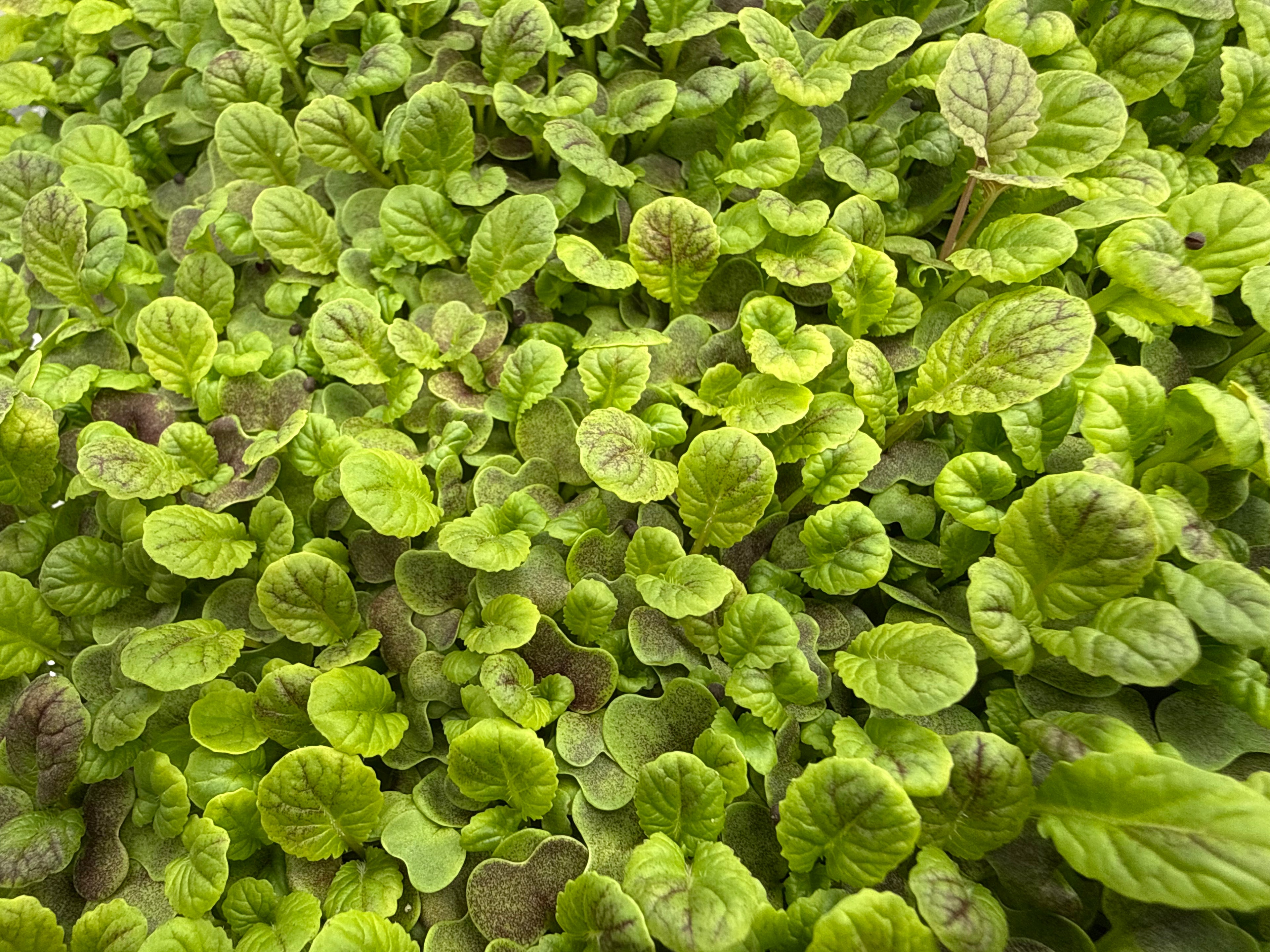 Osaka Purple Mustard Microgreens (1oz or 2oz)