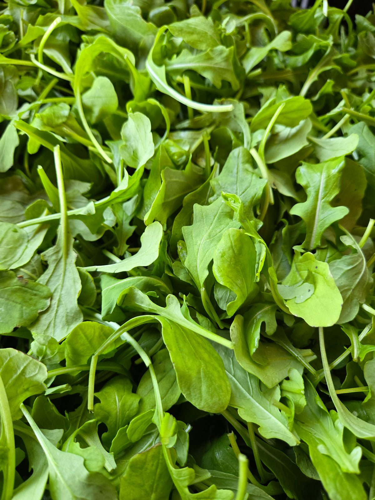Arugula (5oz clamshell)