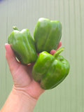 Sweet Bell Peppers (quart)
