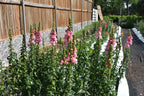 Fresh Snapdragon Bouquets (approx 7 stems)