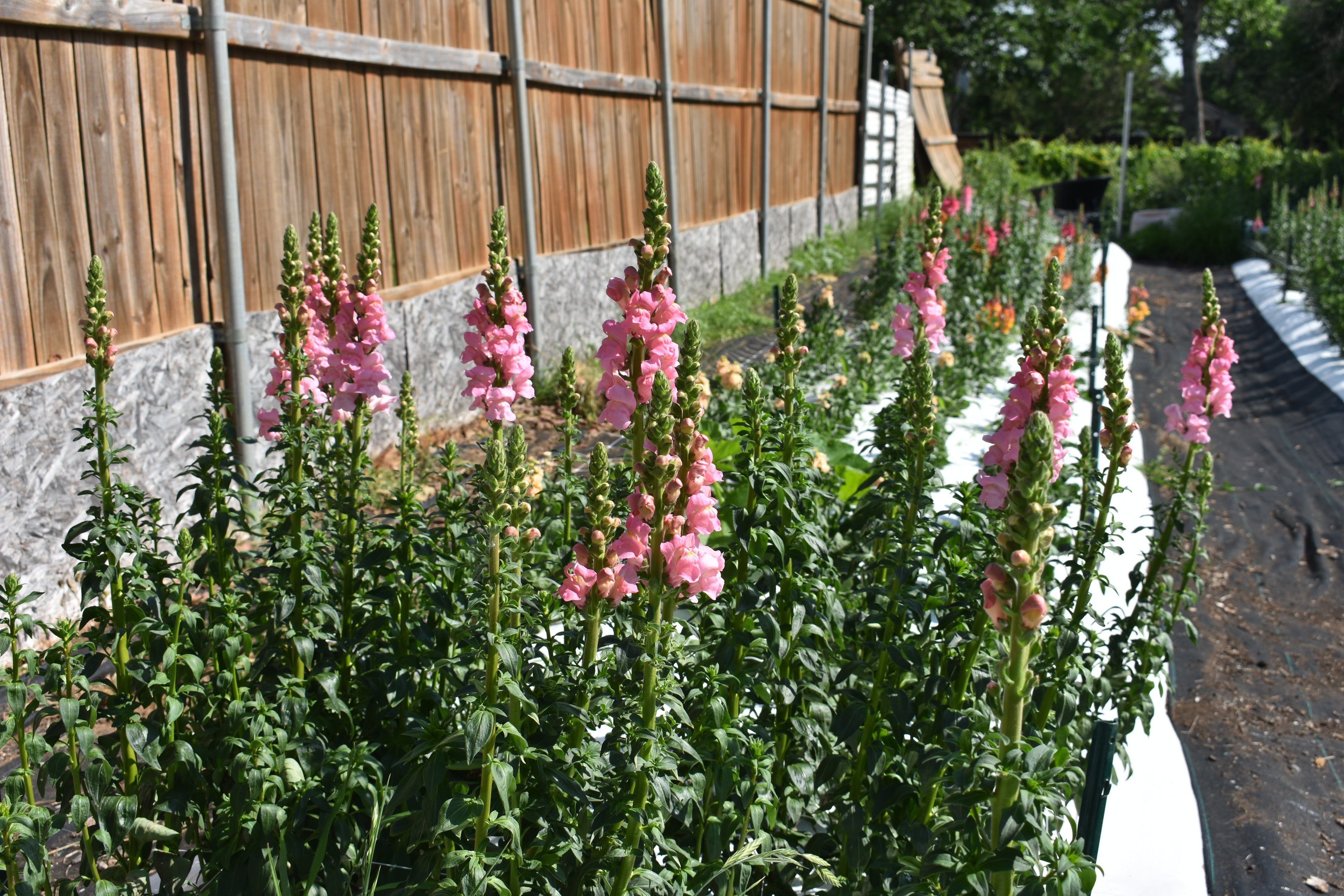 Fresh Snapdragon Bouquets (approx 7 stems)