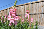Fresh Snapdragon Bouquets (approx 7 stems)