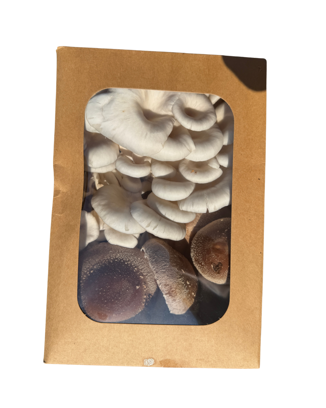 Blue Oyster + Shiitake Mix (Fresh Mushrooms, 1lb)