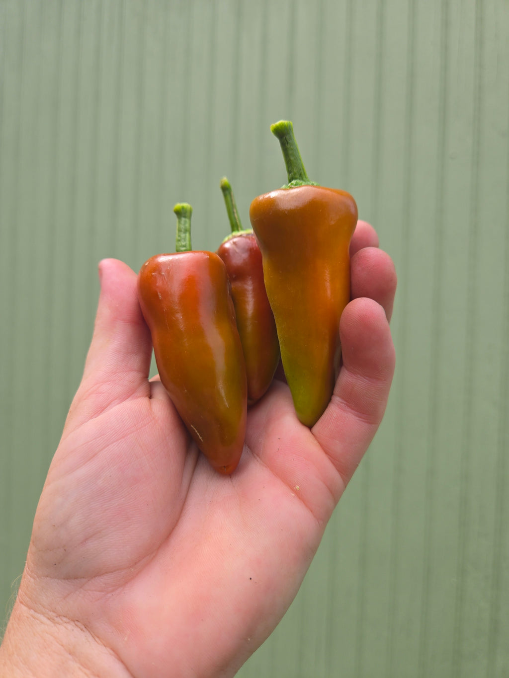 Fresno Peppers (pint)