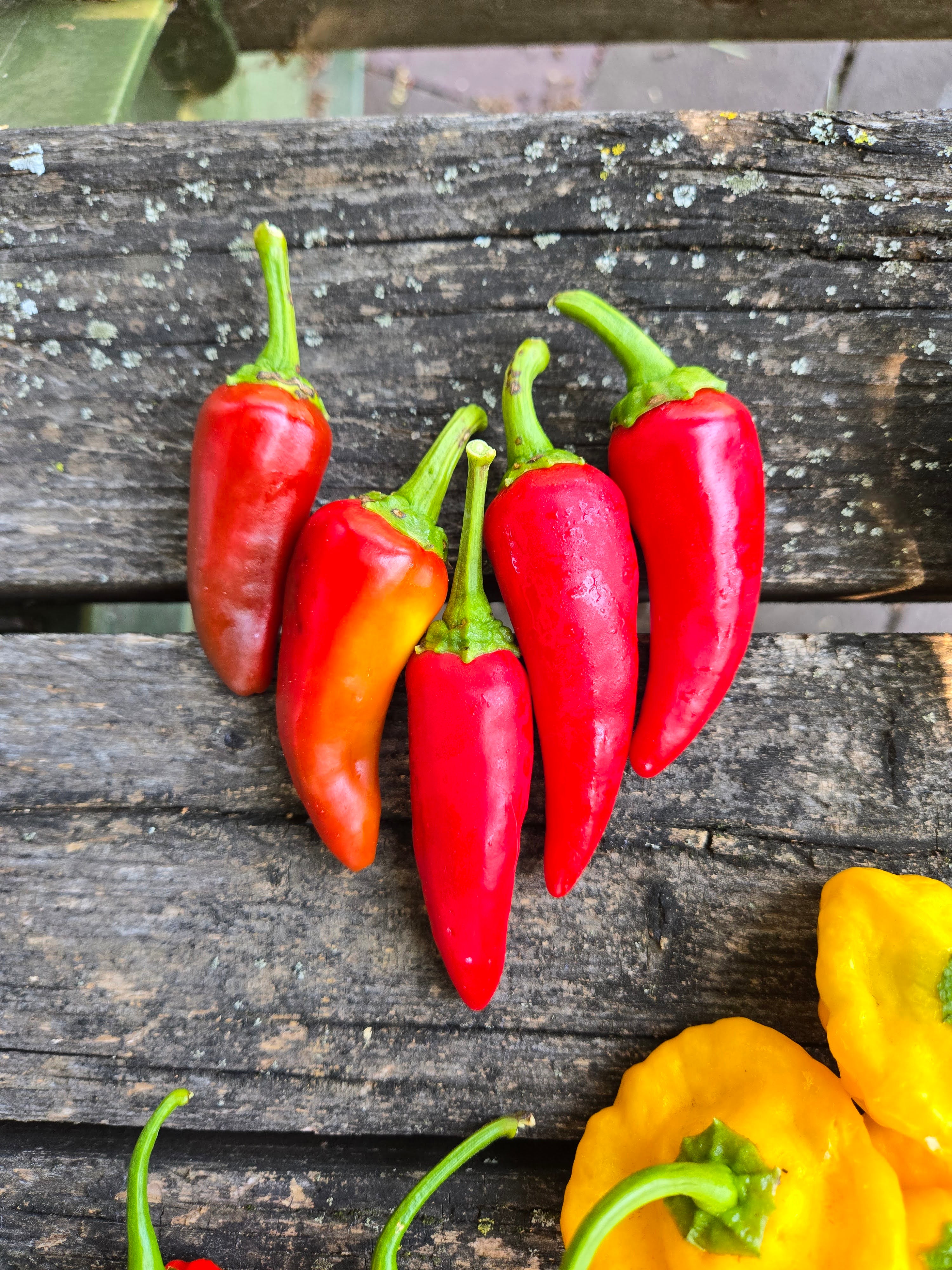 Fresno Peppers (pint)