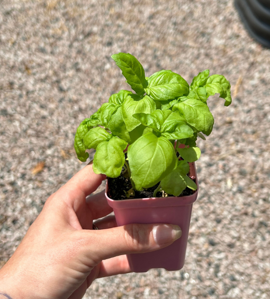 Genovese Basil Garden Start Plant (small pot)