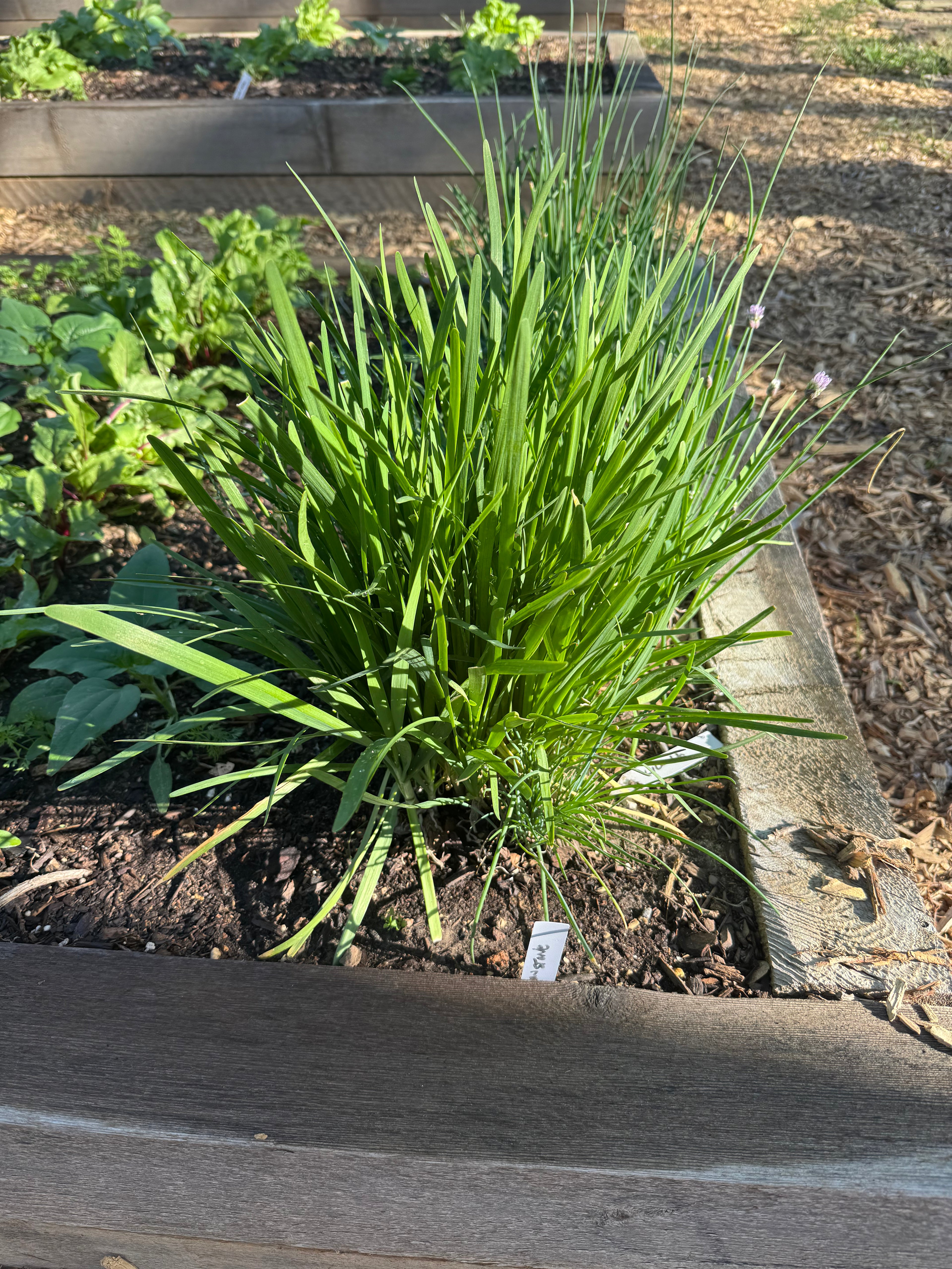 Garlic Chives (Chinese Leeks) - Bunch