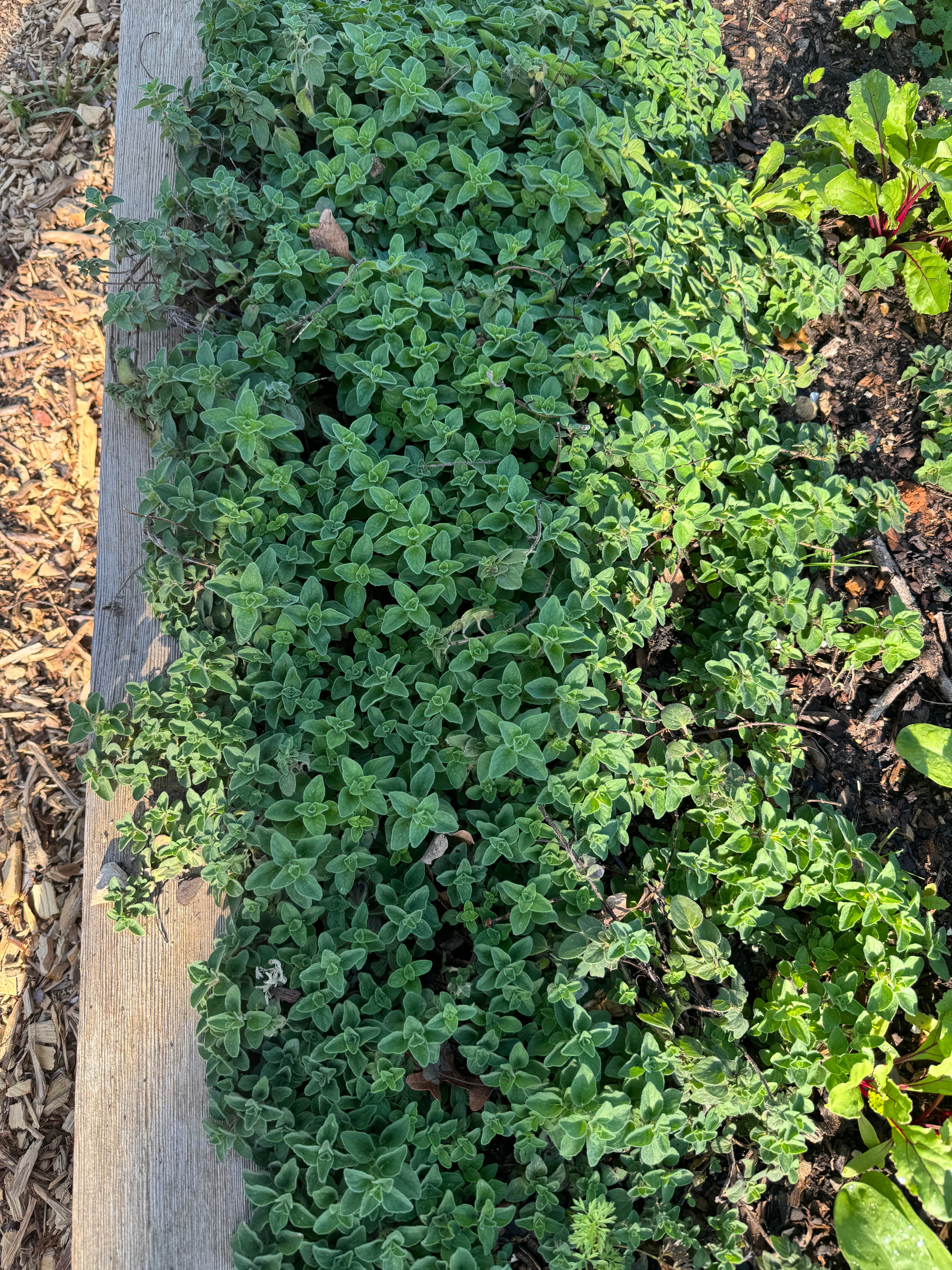 Oregano, Fresh (2oz clamshell)