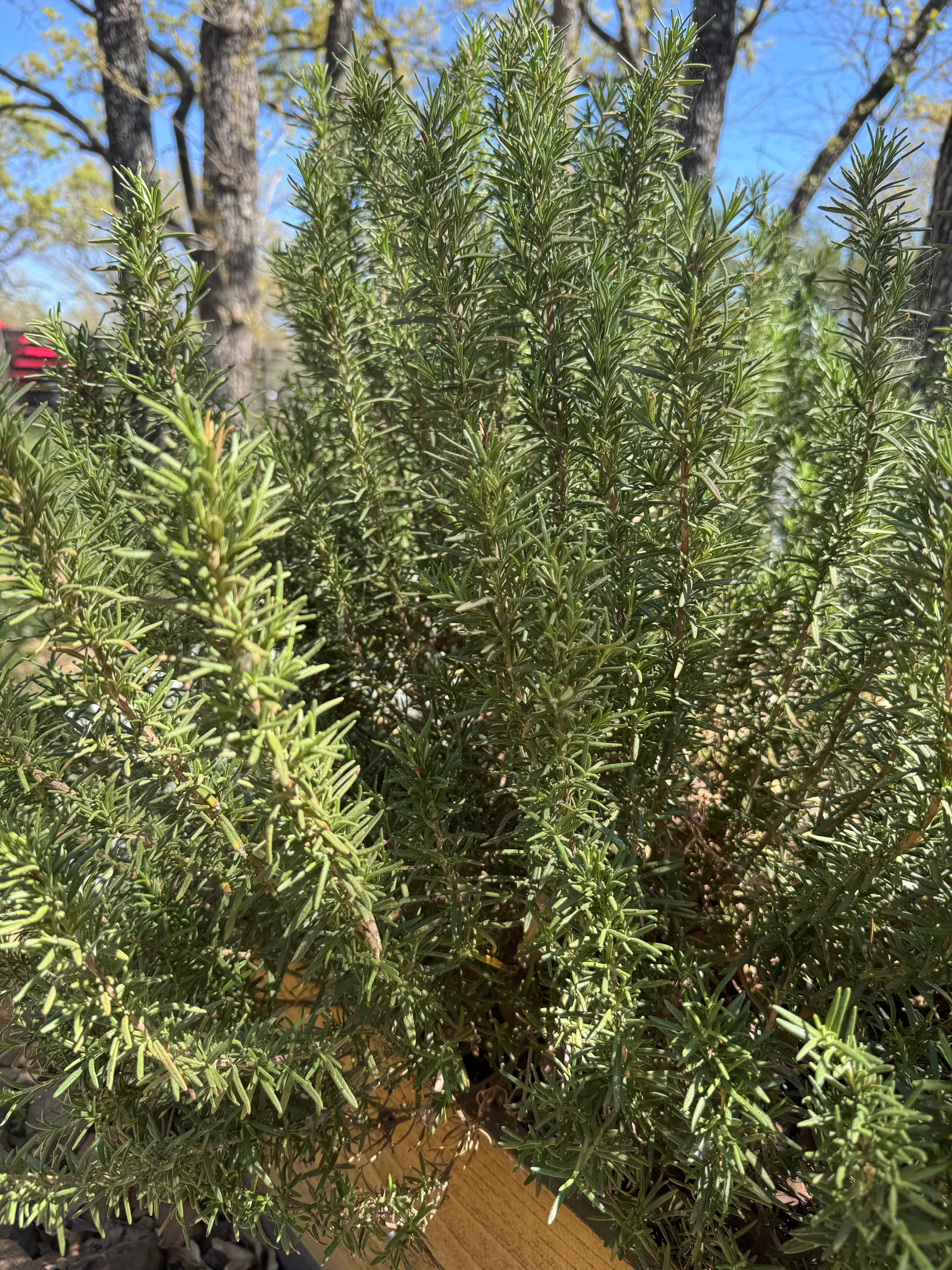 Rosemary, Fresh (2oz clamshell)